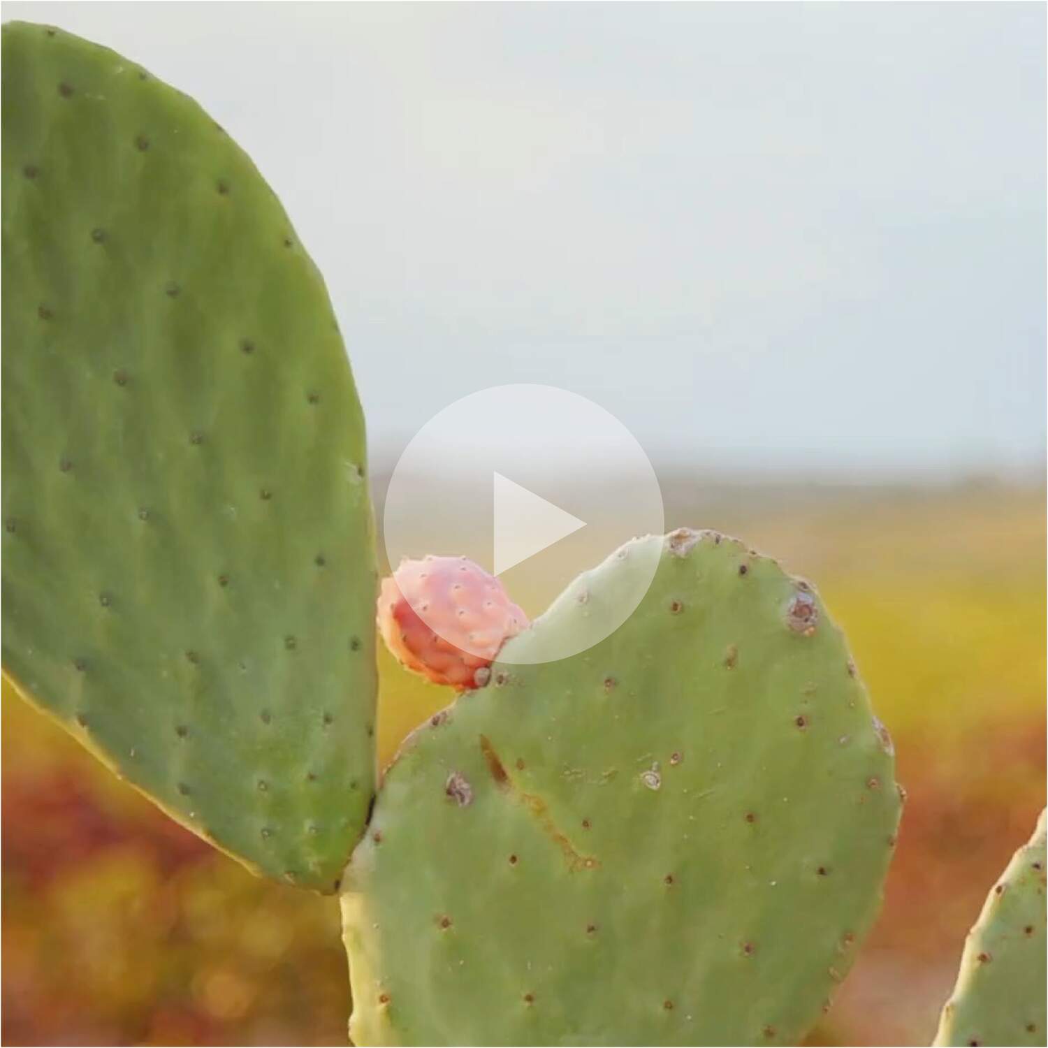 The Cassina Perspective Goes Outdoor 5760x5760